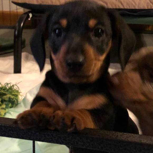 Meet your Posher, Paulette - Picture 1 of 1